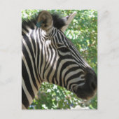 Niedliche Zebra Postkarte (Vorderseite)