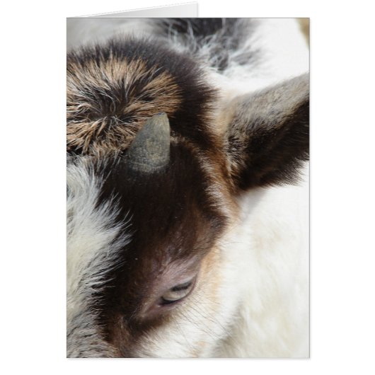 Niedliche Ziege (Vorne)