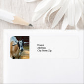 Niedliche Ziege Eating Hay Foto (Insitu)