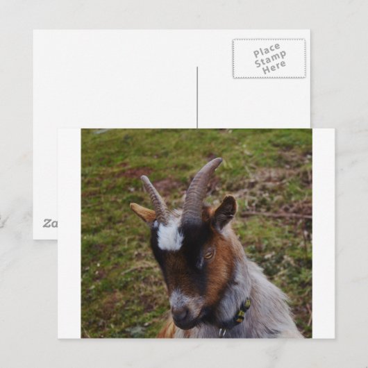 Niedliche Ziege. Postkarte (Vorne/Hinten)