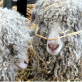 NIEDLICHE ZIEGEN BADEMATTE