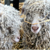 NIEDLICHE ZIEGEN BUTTON