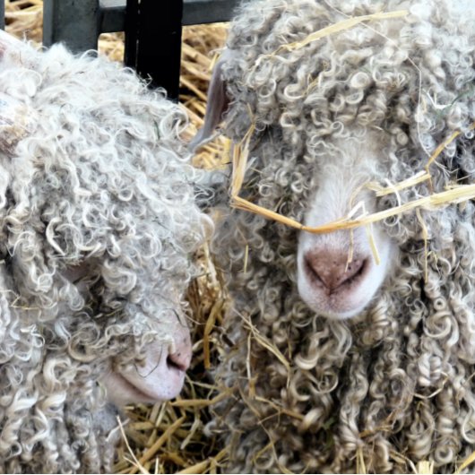 NIEDLICHE ZIEGEN BUTTON