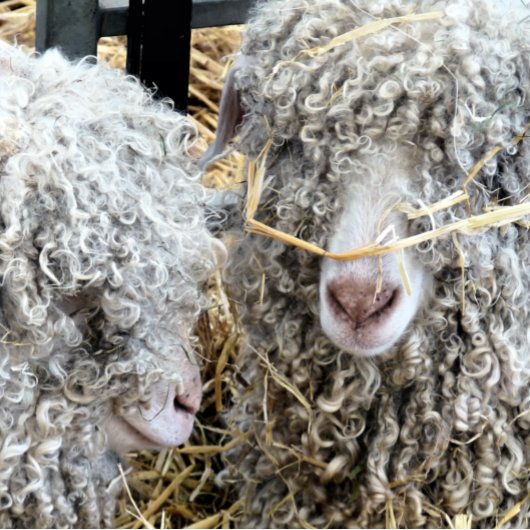 NIEDLICHE ZIEGEN GESCHENKPAPIER SET