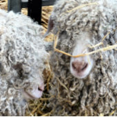 NIEDLICHE ZIEGEN GOLF HEADCOVER