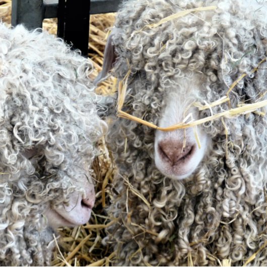 NIEDLICHE ZIEGEN POSTER