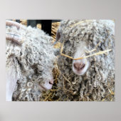 NIEDLICHE ZIEGEN POSTER (Vorne)