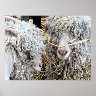 NIEDLICHE ZIEGEN POSTER