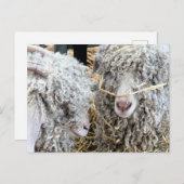 NIEDLICHE ZIEGEN POSTKARTE (Vorne/Hinten)