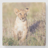 Niedlichen Löwenwürfel in Afrika Foto Steinuntersetzer (Vorderseite)