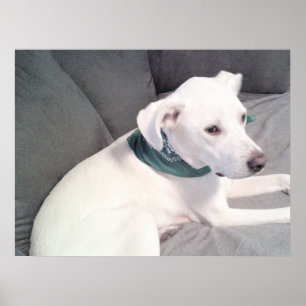 Niedlicher Adorable White Puppy Hund mit grünem Sc Poster