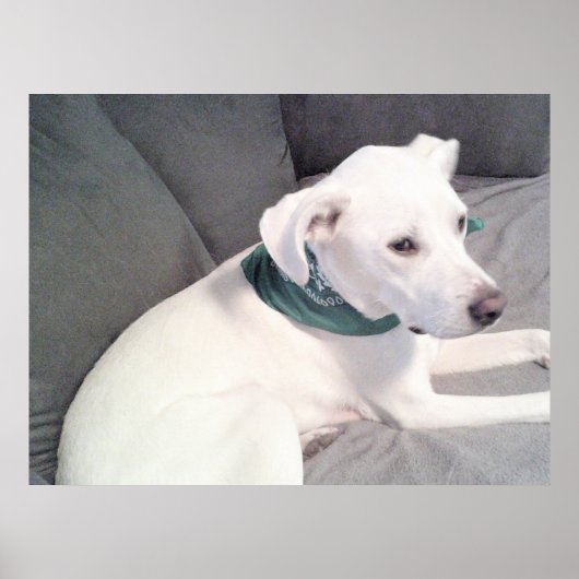 Niedlicher Adorable White Puppy Hund mit grünem Sc Poster (Vorne)