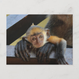 Niedlicher Affe im Arms-Foto der Mama aus Borneo Postkarte
