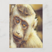 Niedlicher Affe Postkarte (Vorderseite)