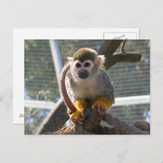 Niedlicher Affe Postkarte (Vorne/Hinten)