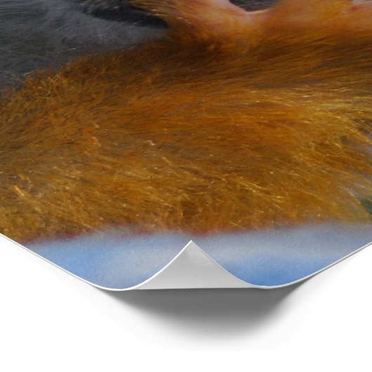 Niedlicher Affe rettet Poster (Ecke)