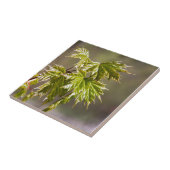 Niedlicher Ahornzweig mit kleinen Blätter Fliese (Seite)