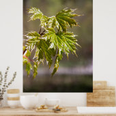 Niedlicher Ahornzweig mit kleinen Blätter Poster (Küche)