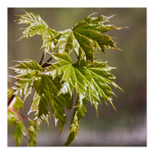 Niedlicher Ahornzweig mit kleinen Blätter Poster (Vorderseite)
