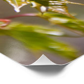 Niedlicher Ahornzweig mit kleinen Blätter Poster (Ecke)