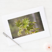 Niedlicher Ahornzweig mit kleinen Blätter Rechteckiger Aufkleber (Umschlag)