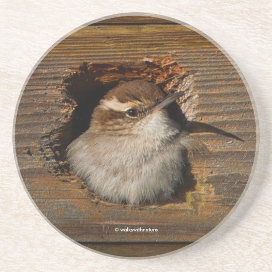 Niedlicher Airbnb Moment Bewicks Wren in Nestbox Getränkeuntersetzer (Vorne)