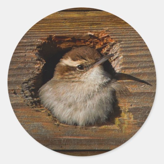Niedlicher Airbnb Moment Bewicks Wren in Nestbox Runder Aufkleber (Vorderseite)