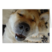 niedlicher akita eingeschlafen lächelnde Hunde lus (Vorderseite (Horizontal))