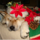 niedlicher Akita Hund schlafend Weihnachtsmützen Keramik Kugel-Ornament