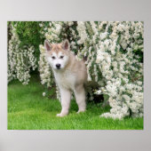 Niedlicher Alaskan Malamute Dog Welpe in Blume Fot Poster (Vorne)