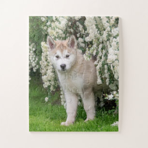 Niedlicher Alaskan Malamute Dog Welpe in Blume Fot Puzzle