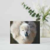 Niedlicher Angriff! Postkarte (Stehend Vorderseite)