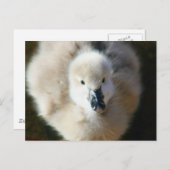 Niedlicher Angriff! Postkarte (Vorne/Hinten)