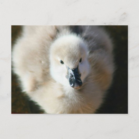 Niedlicher Angriff! Postkarte (Vorderseite)