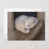 Niedlicher Arktis-Fox-Schlaf Postkarte (Vorne/Hinten)
