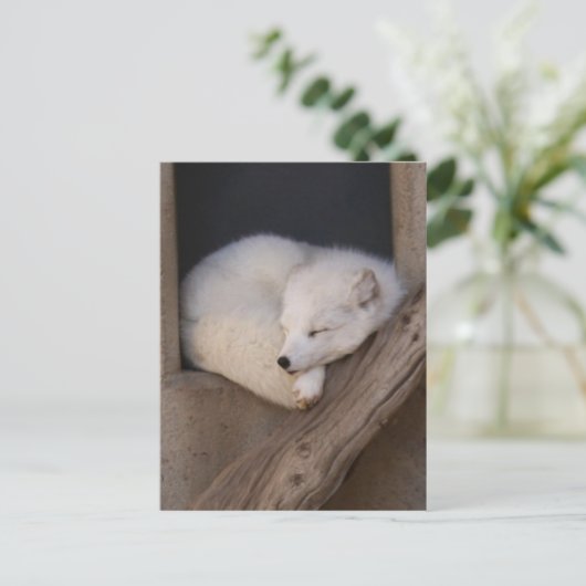 Niedlicher Arktis-Fox-Schlaf Postkarte (Stehend Vorderseite)