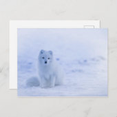 Niedlicher arktischer Fox im Hintergrund des schne Postkarte (Vorne/Hinten)