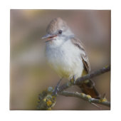 Niedlicher ash-gethroter Flycatcher-Songbird am Zw Fliese (Vorderseite)