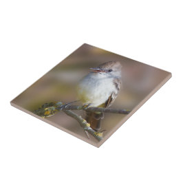 Niedlicher ash-gethroter Flycatcher-Songbird am Zw Fliese