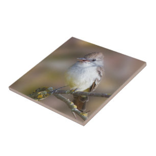 Niedlicher ash-gethroter Flycatcher-Songbird am Zw Fliese