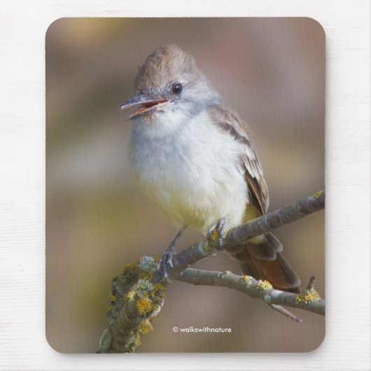 Niedlicher ash-gethroter Flycatcher-Songbird am Zw Mousepad (Vorne)