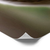 Niedlicher australischer Koala, der einen Fleischp Poster (Ecke)