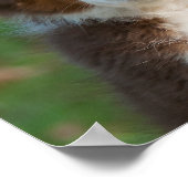 Niedlicher Australischer Schäferwelpen Poster (Ecke)