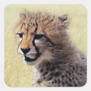 Niedlicher Baby Cheetah CUB Quadratischer Aufkleber