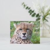 Niedlicher Baby Cheetah Nah Postkarte (Stehend Vorderseite)