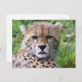 Niedlicher Baby Cheetah Nah Postkarte (Vorne/Hinten)
