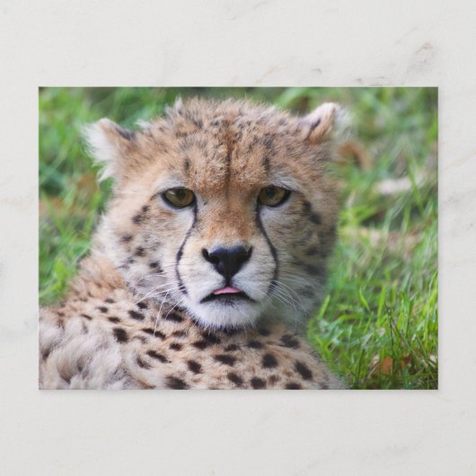 Niedlicher Baby Cheetah Nah Postkarte (Vorderseite)