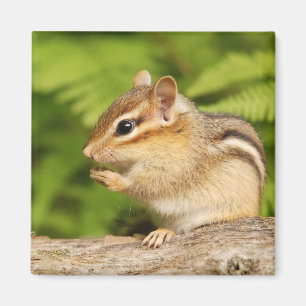 niedlicher Baby Chipmunk Magnet