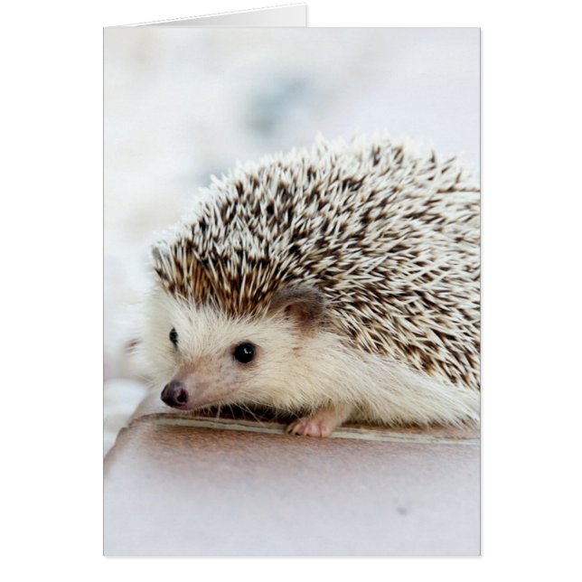 Niedlicher Baby-Igel (Vorne)