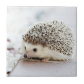 Niedlicher Baby-Igel Fliese (Vorderseite)
